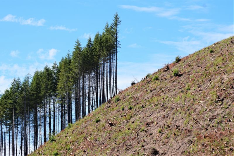 Hill Clearing in Gwinnett County, GA