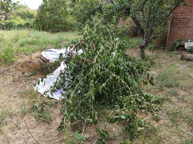 Underbrush Clearing