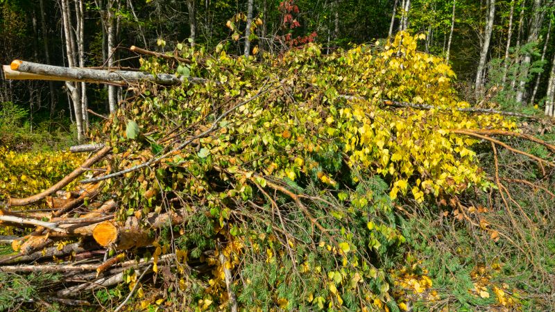 Underbrush Clearing