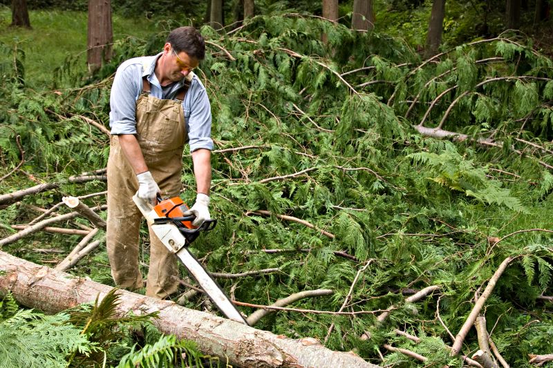 Cypress Tree Removal in Allentown, PA