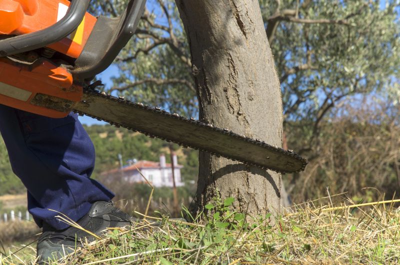 Dead Tree Removal in Allentown, PA