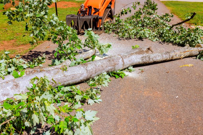 Fallen Tree Removal in Pottstown, PA