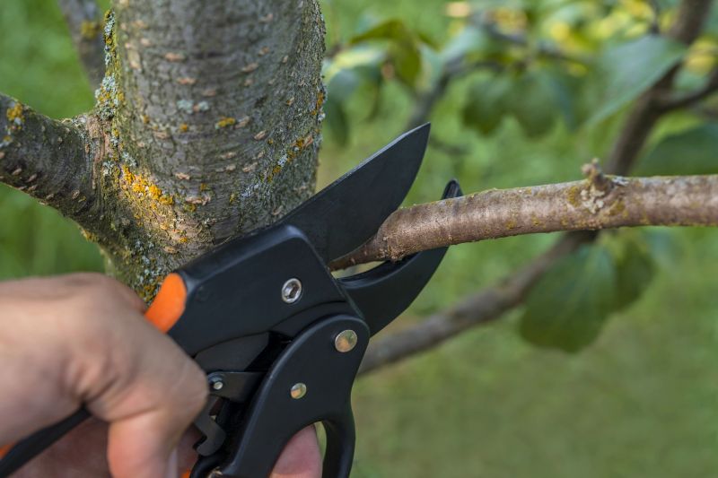 Mimosa Tree Removal in Reno, NV