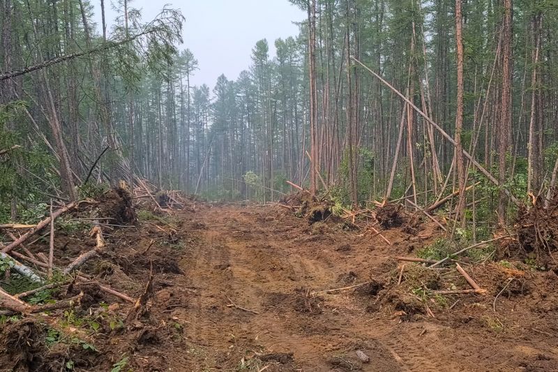 Pine Tree Clearing in Utah County, UT