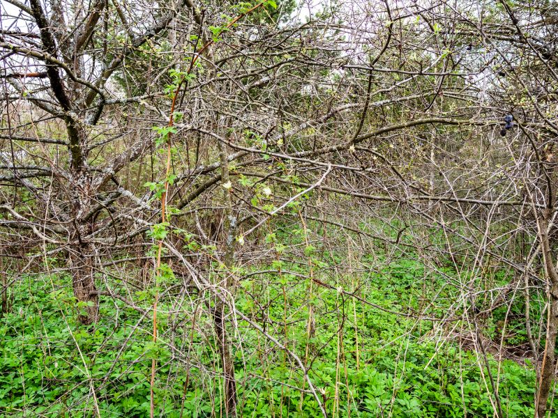 Dense Underbrush Before Clearing