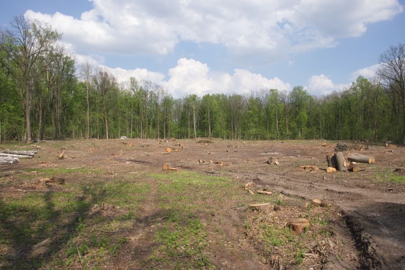 Undergrowth Removal in Gwinnett County, GA