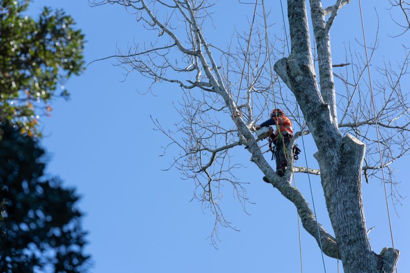 Tree Service Professionals